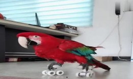 八哥最新爆料视频直播,最新爆料视频内容大起底