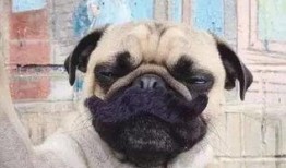 爆料人巴哥巴弟视频,揭秘事件背后惊人真相